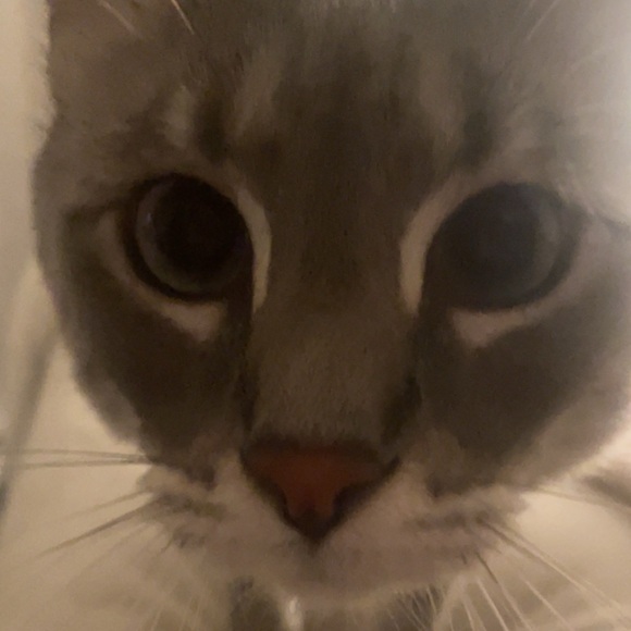 ameliaflynn
